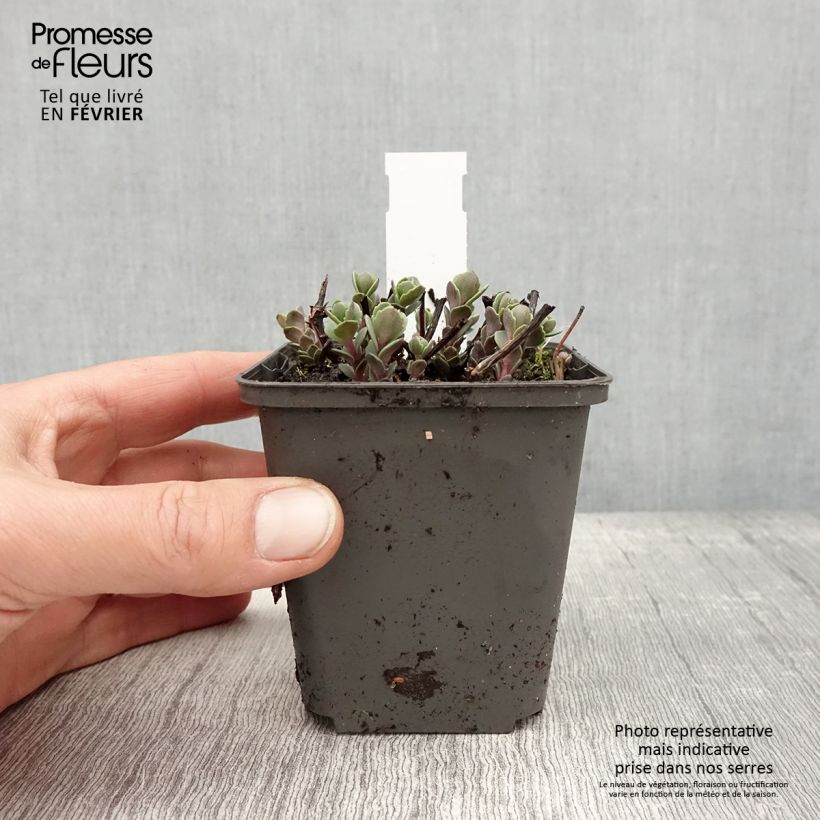 Example of Sedum cauticola Robustum - Orpin Godet de 8/9 cm as you get in hiver