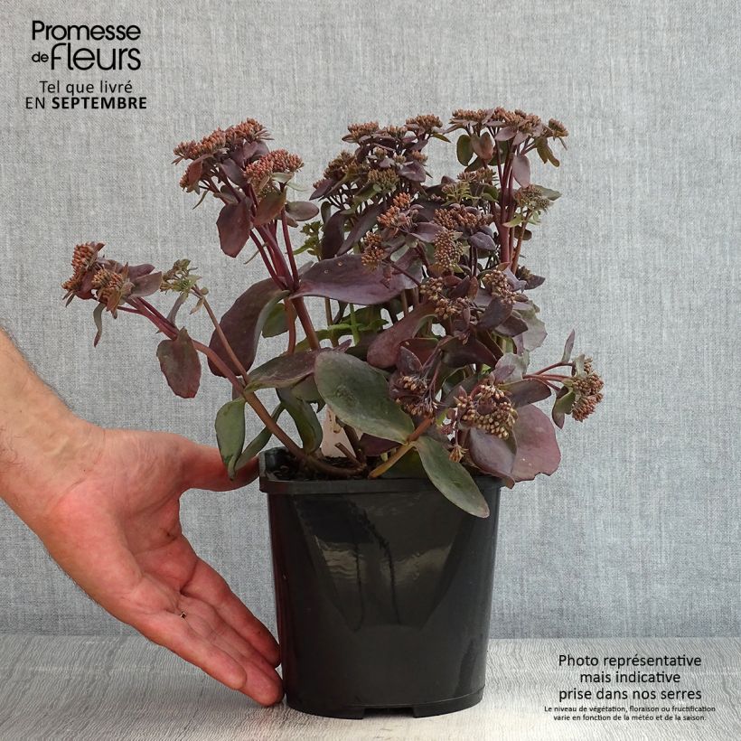 Example of Sedum Chocolate Cherry - Orpin reprise Pot de 2L/3L as you get in ete