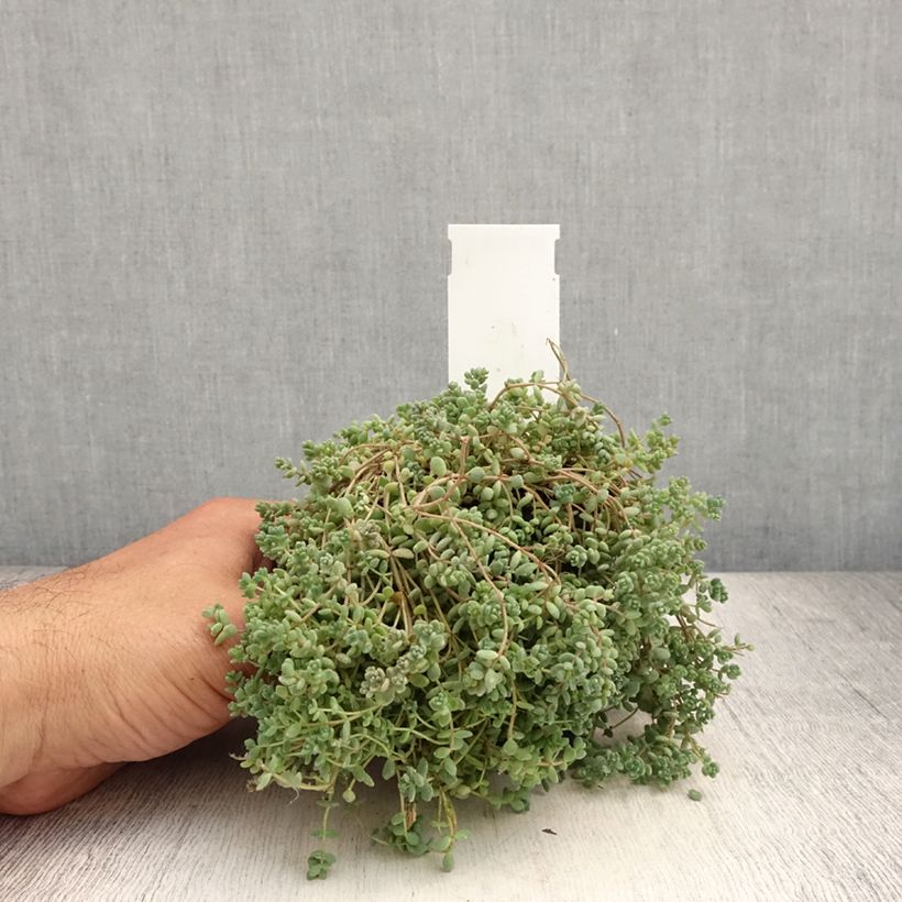 Example of Sedum dasyphyllum - Orpin à feuilles épaisses Godet de 8/9 cm as you get in ete