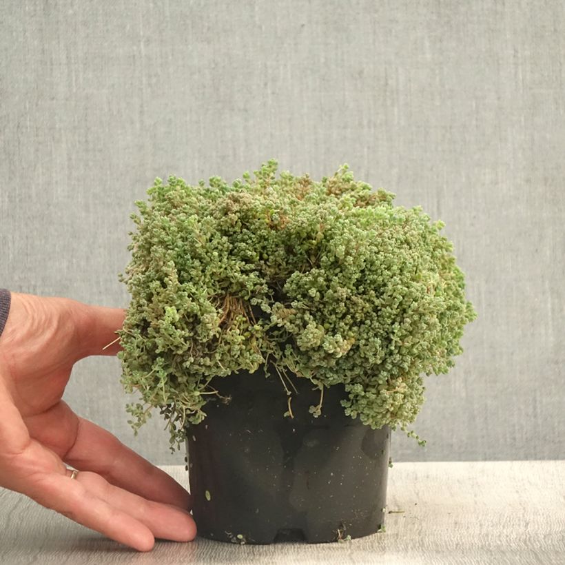 Example of Sedum dasyphyllum - Orpin à feuilles épaisses Pot de 1,5L/2L as you get in ete