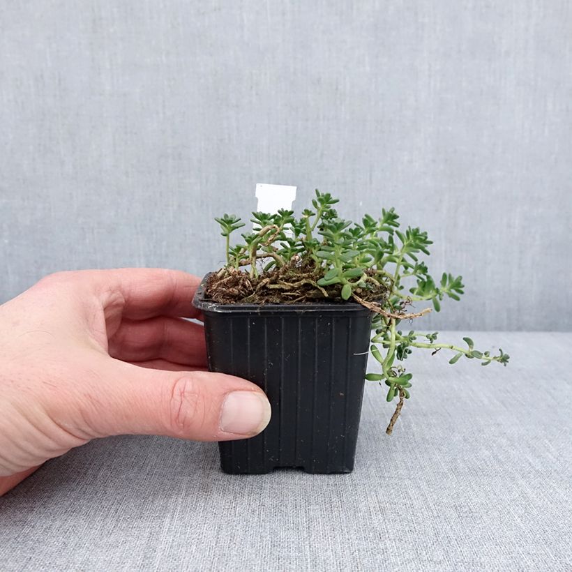 Example of Sedum divergens - Orpin étalé ou divergent Godet de 8/9 cm as you get in hiver