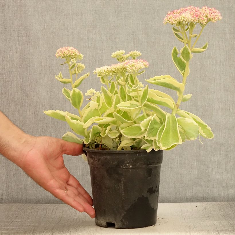Example of Sedum Frosted Fire - Orpin d'automne. Pot de 2L/3L as you get in ete