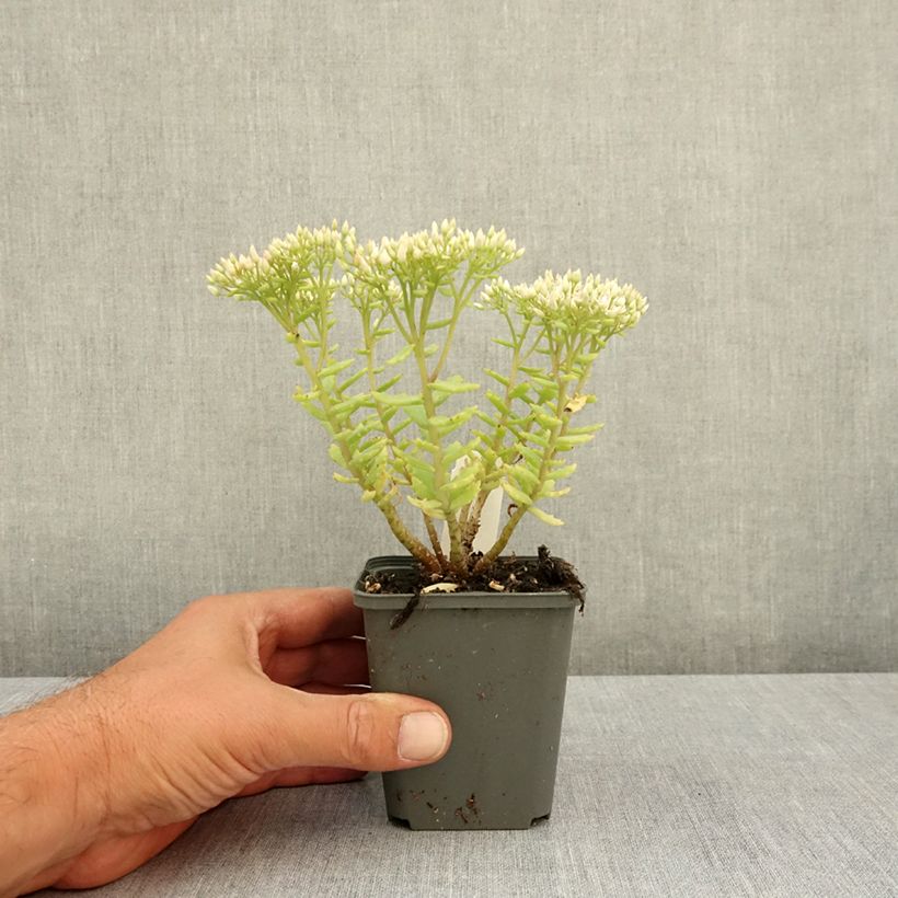 Example of Sedum (Hylotelephium) Thunderhead - Orpin d'automne Godet de 8/9 cm as you get in ete