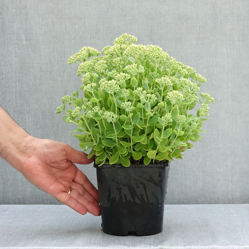 Example of Sedum (Hylotelephium) Thunderhead - Orpin d'automne Pot de 2L/3L as you get in ete