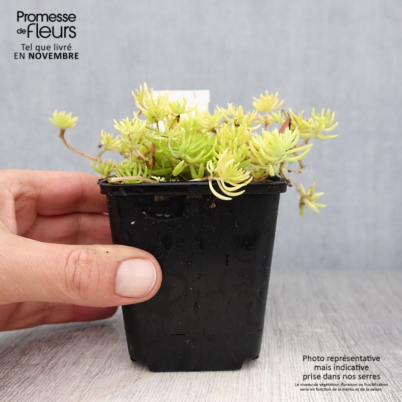 Example of Sedum Lemon Ball - Orpin rampant Godet de 8/9 cm as you get in automne