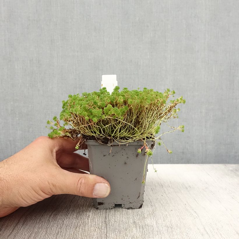 Example of Sedum lydium Glaucum (Sedum hispanicum) - Orpin Godet de 8/9 cm as you get in automne