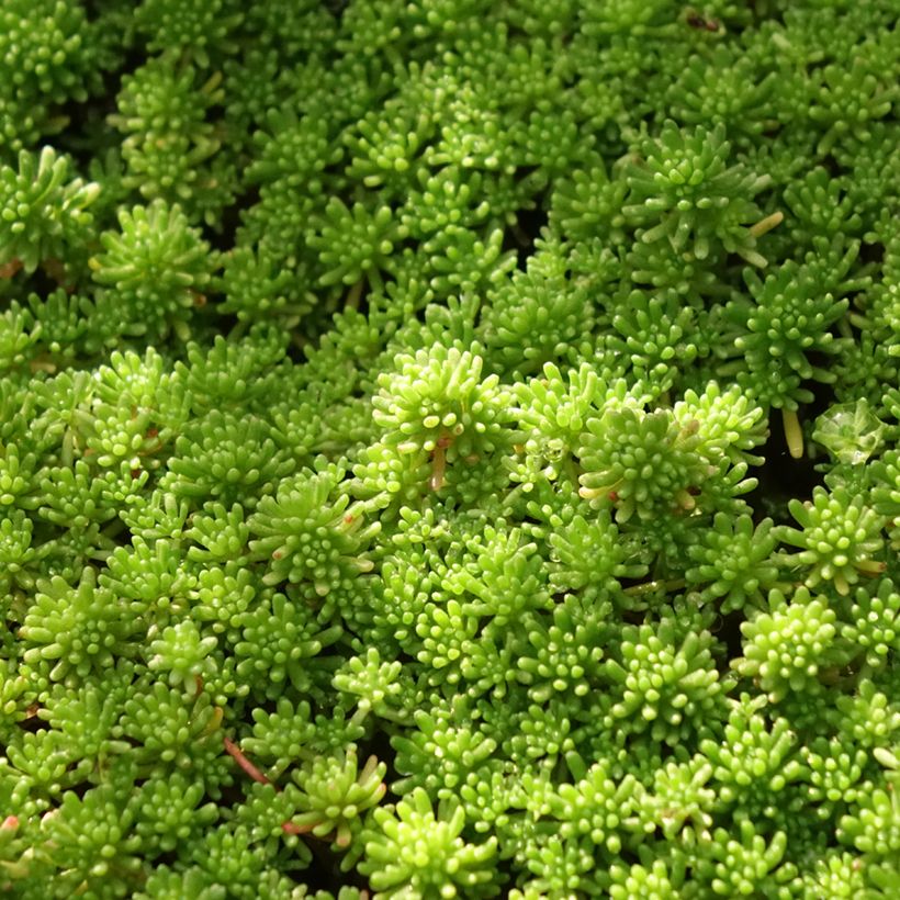 Sedum lydium Glaucum (Sedum hispanicum) - Orpin (Foliage)