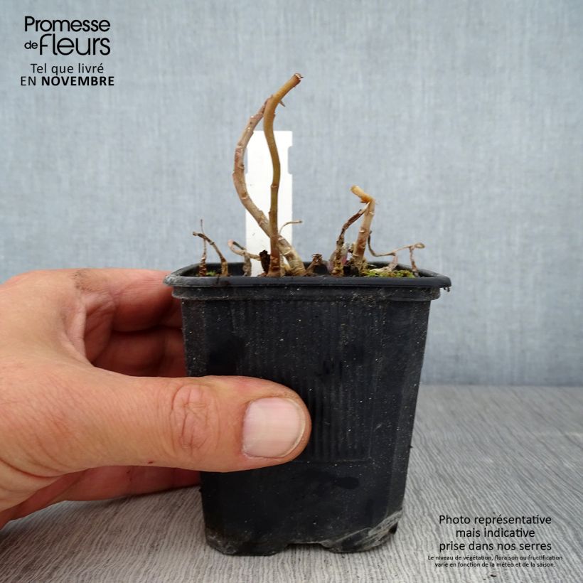 Example of Sedum Marina - Orpin Godet de 8/9 cm as you get in automne