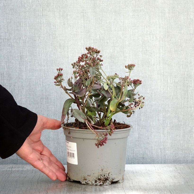 Example of Sedum Marina - Orpin Pot de 2L/3L as you get in automne