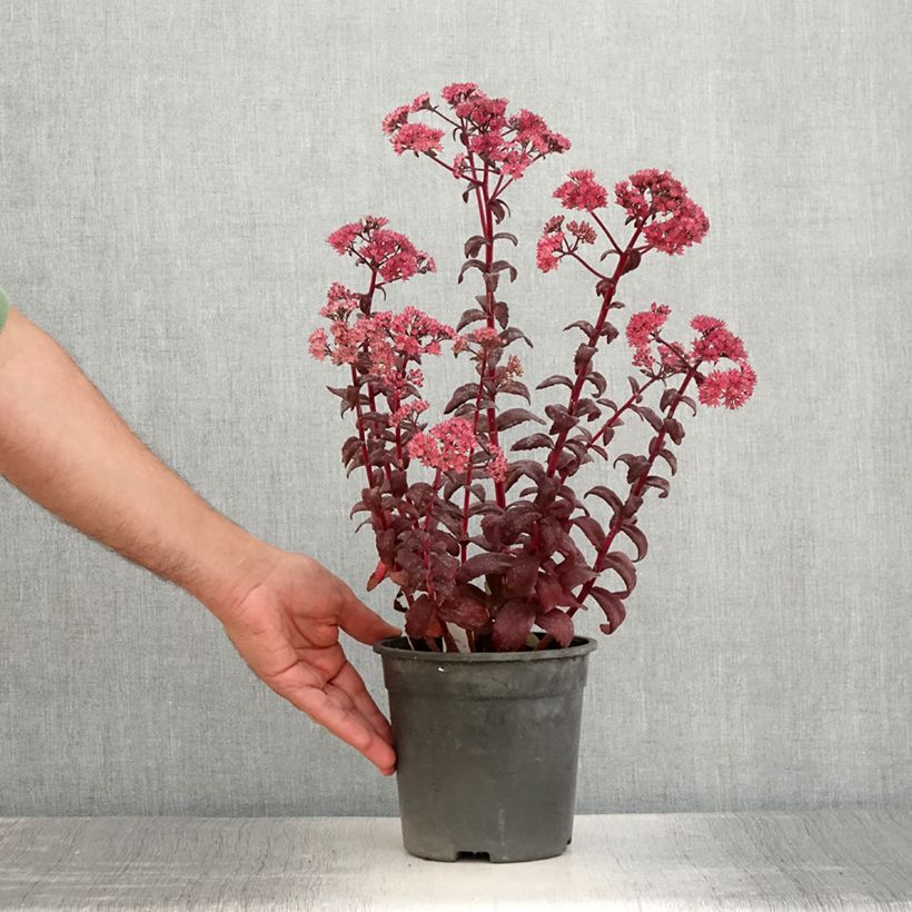 Example of Sedum Mojave Jewels Diamond - Orpin d'automne  Pot de 2L/3L as you get in ete