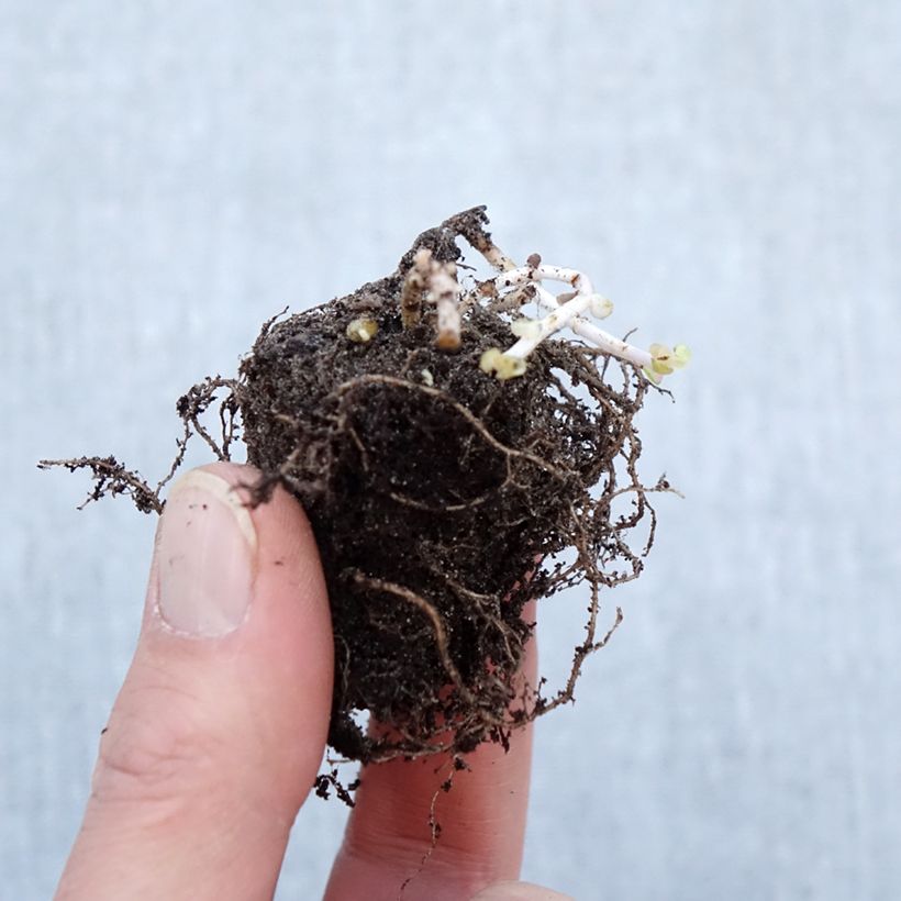 Example of Sedum Pinky - Orpin Petites Racines nues as you get in hiver