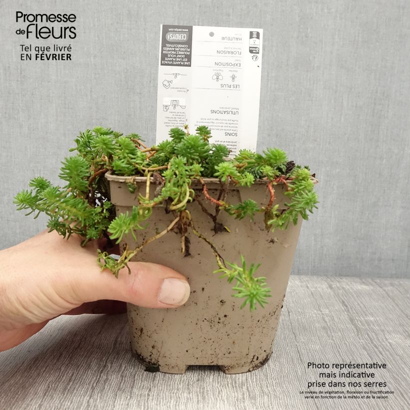 Example of Sedum pulchellum - Orpin Pot de 2L/3L as you get in hiver