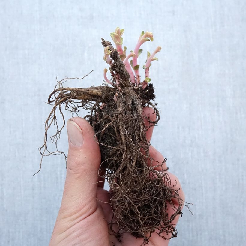 Example of Sedum Red Cauli - Orpin Petites Racines nues as you get in hiver