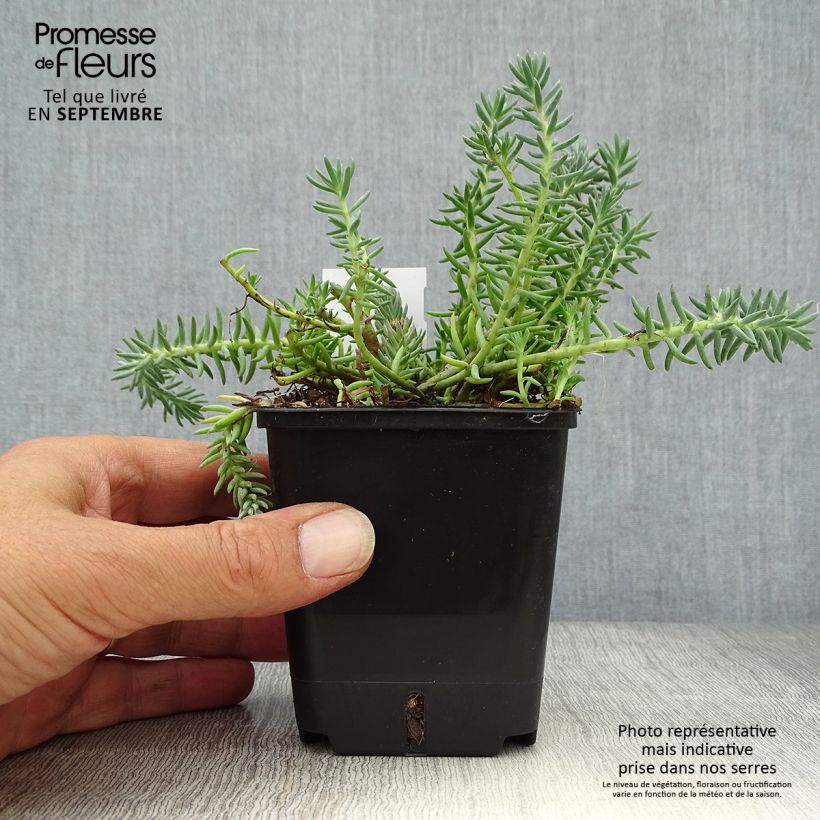 Example of Sedum reflexum Blue Spruce Godet de 8/9 cm as you get in automne
