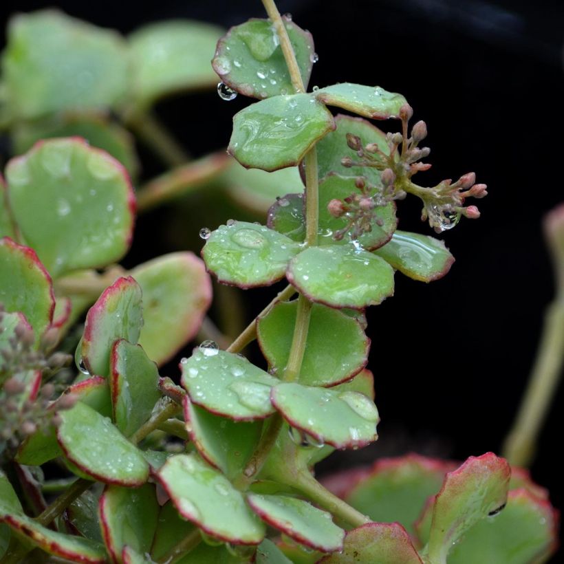 Sedum sieboldii - Orpin (Foliage)