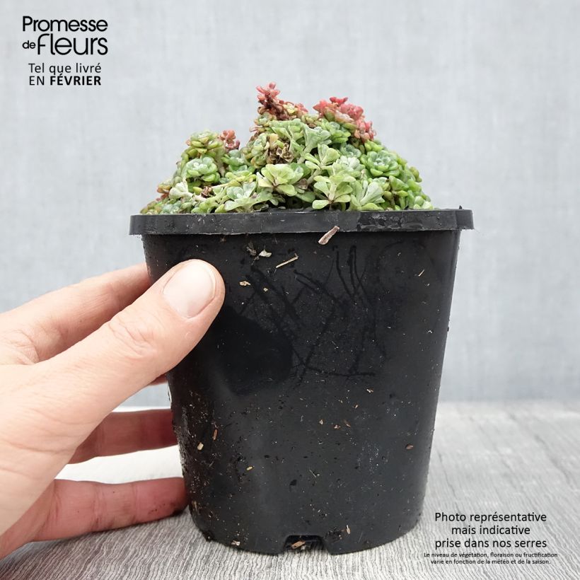Example of Sedum spathulifolium Cape Blanco - Orpin rampant Pot de 1,5L/2L as you get in hiver