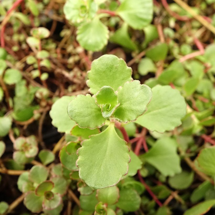 Sedum spurium Woodoo - Orpin (Foliage)