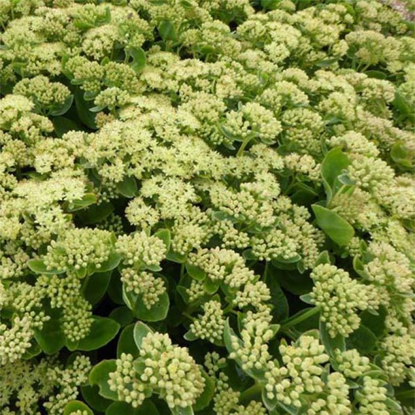 Sedum Sunkissed (Flowering)