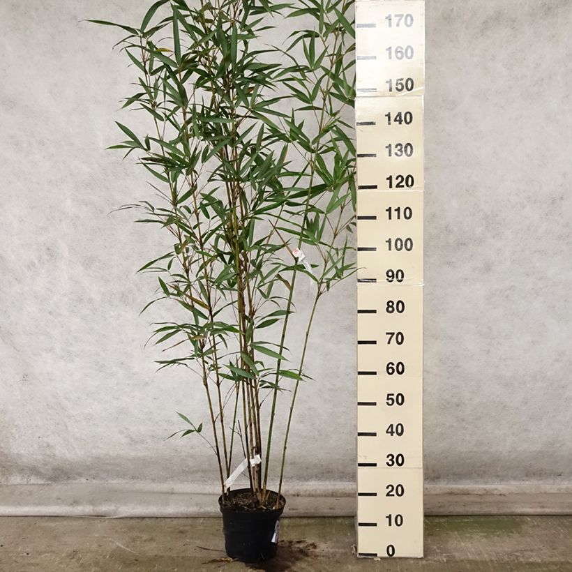 Example of Semiarundinaria fastuosa Viridis - Bambou Pot de 4L/5L as you get in automne