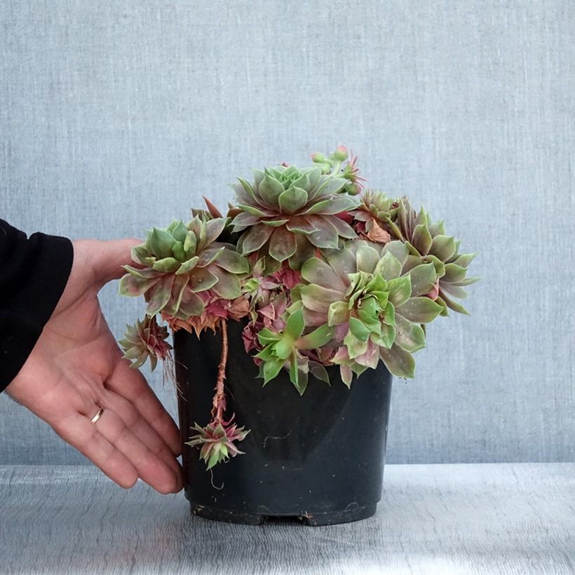 Example of Sempervivum (BigSam series) Ruby Star - Joubarbe Pot de 3L/4L as you get in automne