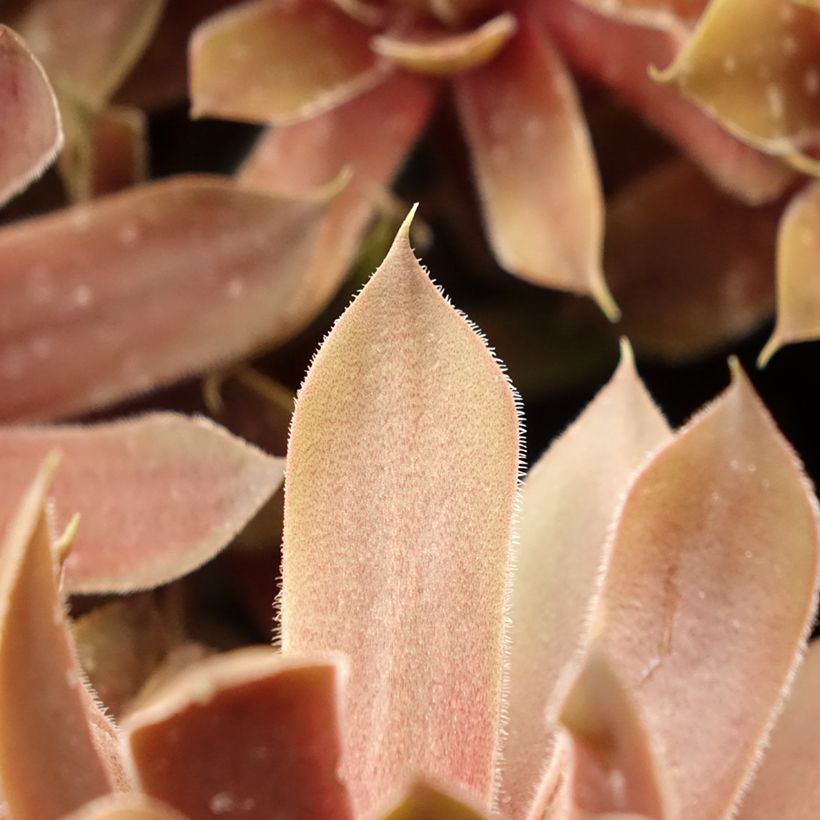 Sempervivum (BigSam series) Ruby Star - Joubarbe (Foliage)