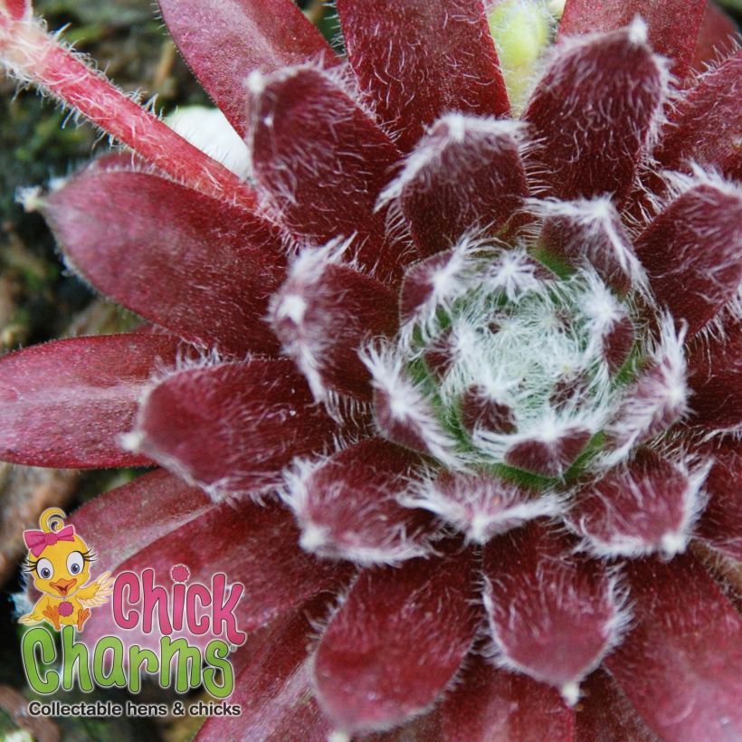 Sempervivum Chick Charms Cosmic Candy - Joubarbe bordeaux au cœur cotonneux (Foliage)