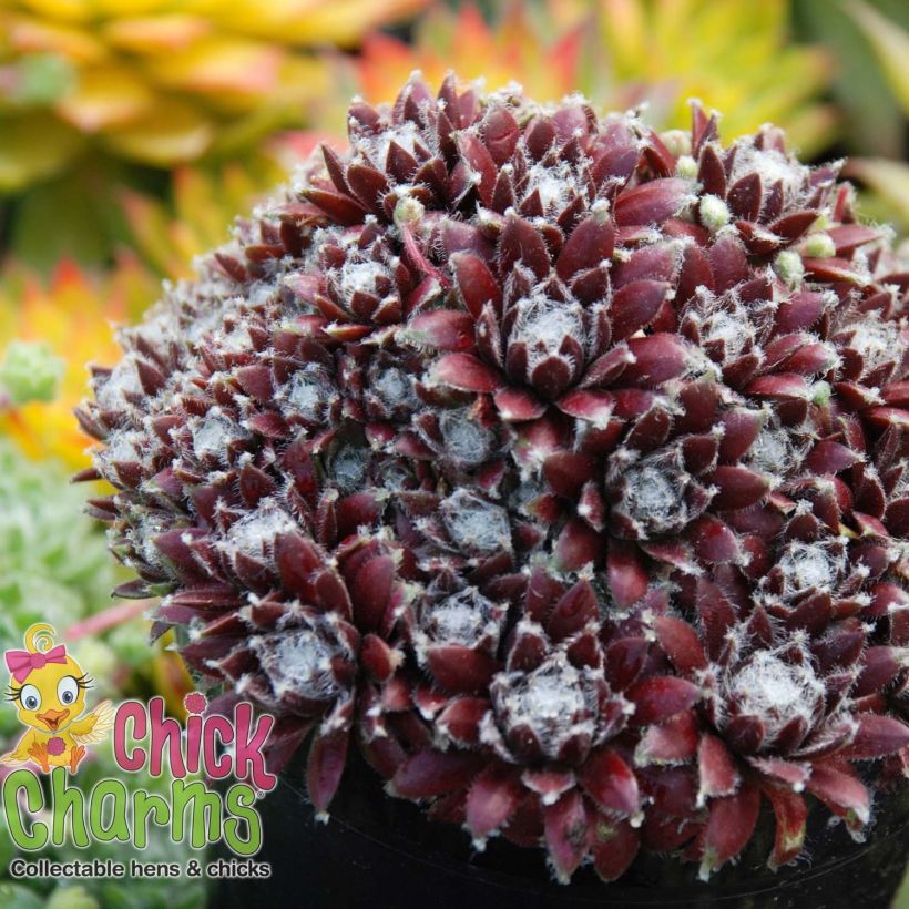 Sempervivum Chick Charms Cosmic Candy - Joubarbe bordeaux au cœur cotonneux (Plant habit)