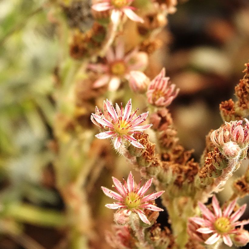 Sempervivum Chick Charms Grape Galaxy - Joubarbe (Flowering)