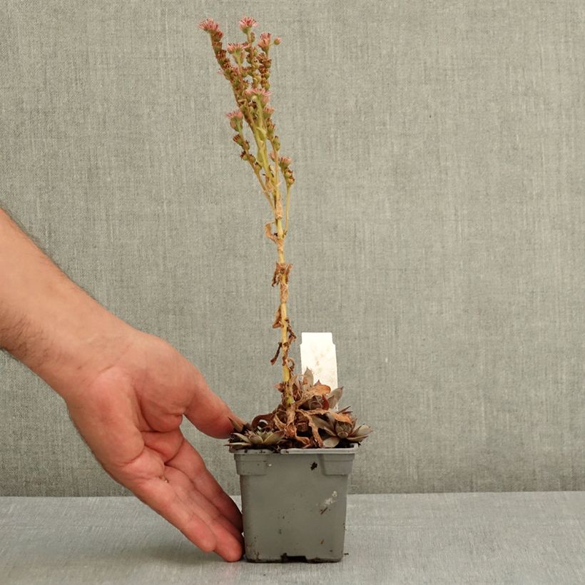 Example of Sempervivum Chick Charms Grape Galaxy - Joubarbe Godet de 8/9 cm as you get in ete