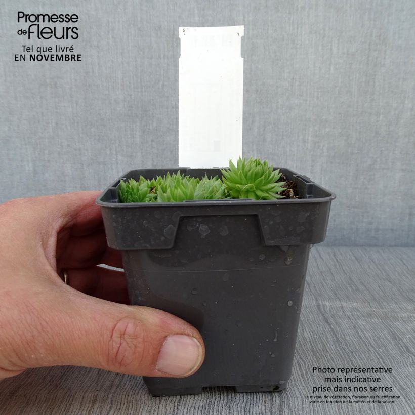 Example of Sempervivum Chick Charms Key Lime Kiss - Joubarbe Pot de 10 cm/11cm as you get in automne