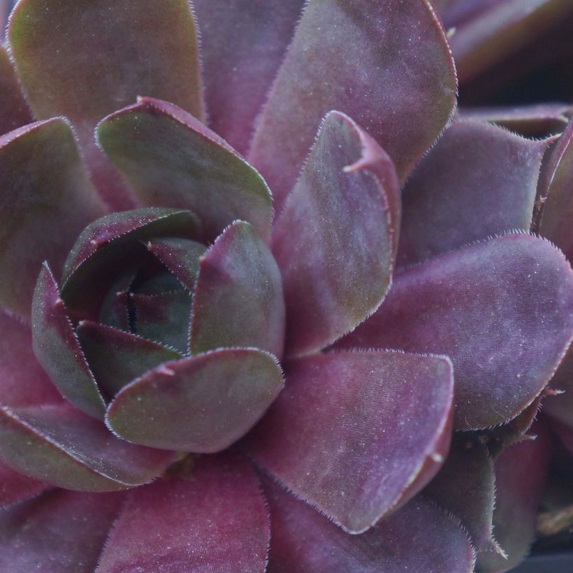 Sempervivum Chick Charms Plum Perfect  - Joubarbe (Foliage)
