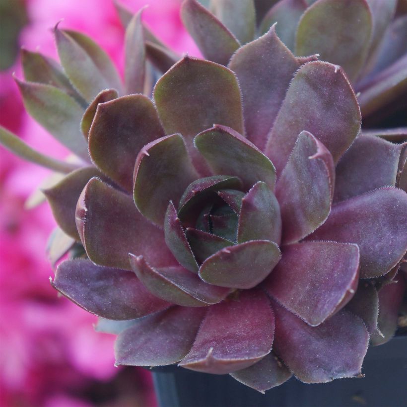 Sempervivum Chick Charms Plum Perfect  - Joubarbe (Plant habit)