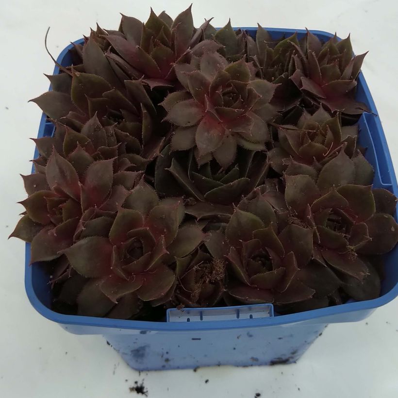 Example of Sempervivum Chick Charms Plum Perfect  - Joubarbe Pot de 10 cm/11cm as you get