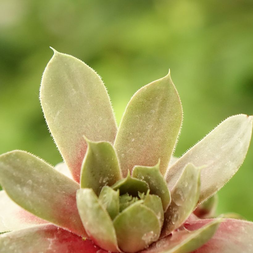 Sempervivum Commander Hay - Joubarbe hybride rouge et verte (Foliage)