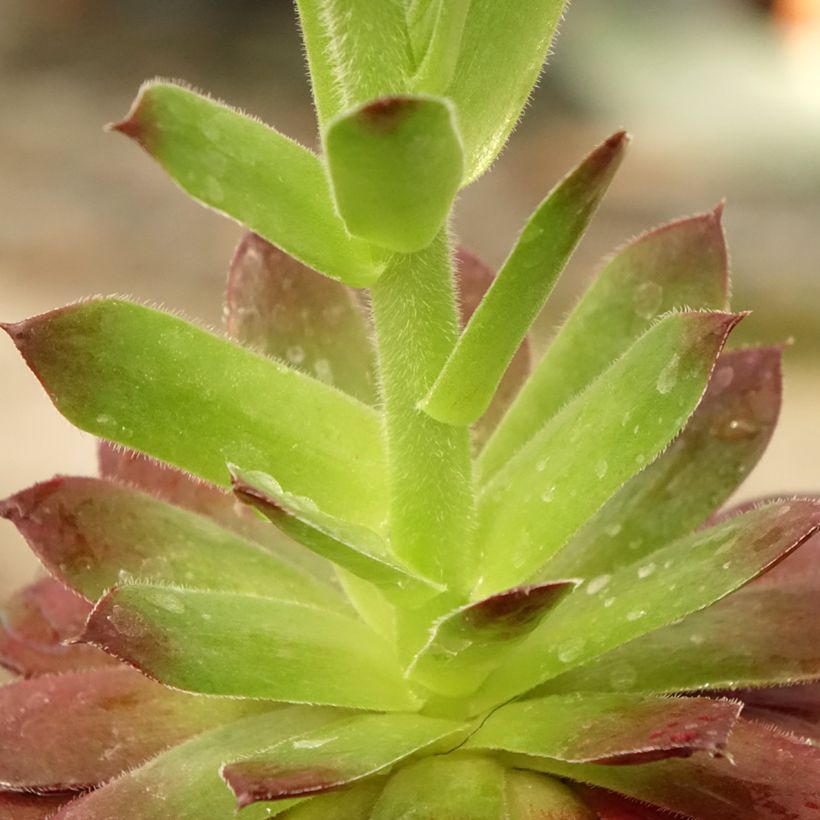 Sempervivum Granat - Joubarbe hybride poupre et vert amande (Foliage)