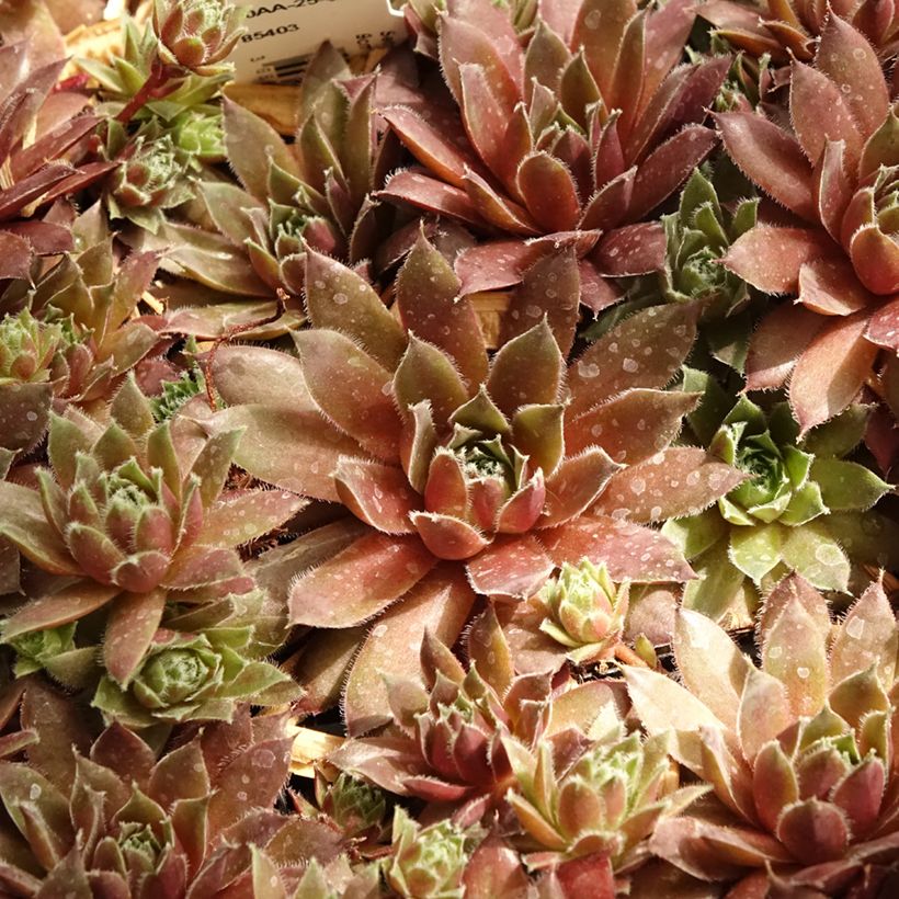 Sempervivum Pilatus - Joubarbe hybride bronze-violacé. (Foliage)