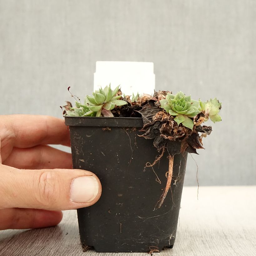 Example of Sempervivum Rauher Kulm - Joubarbe hybride Godet de 8/9 cm as you get in automne