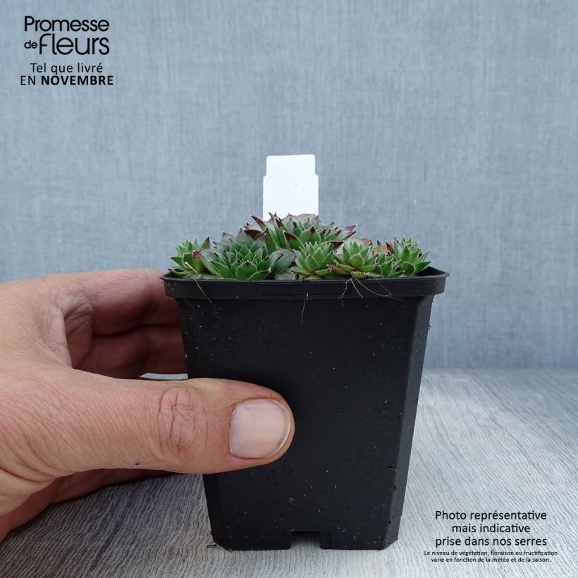 Example of Sempervivum tectorum - Joubarbe des toits Godet de 8/9 cm as you get in automne