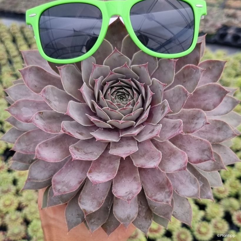 Sempervivum Chick Charms Giants Steel Appeal - Joubarbe (Plant habit)
