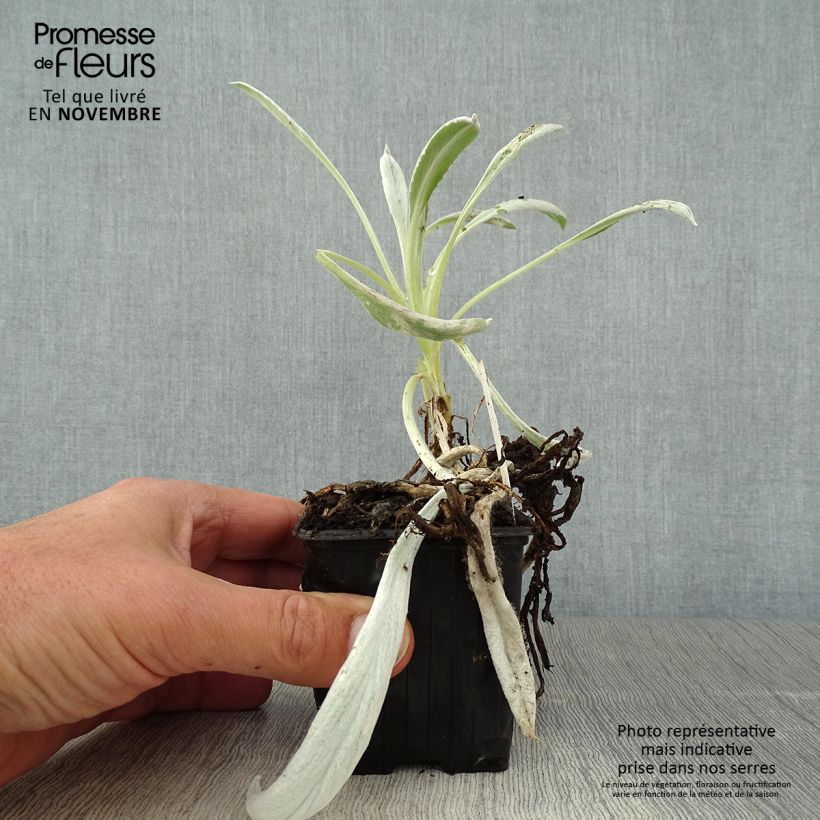 Example of Senecio Donkey's Ears - Cinéraire niveoaureus  Godet de 8/9 cm as you get in automne