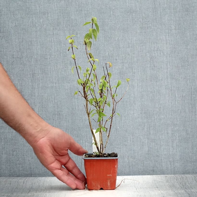 Example of Seringat de Lemoine - Philadelphus Lemoinei Godet de 8/9 cm as you get in ete