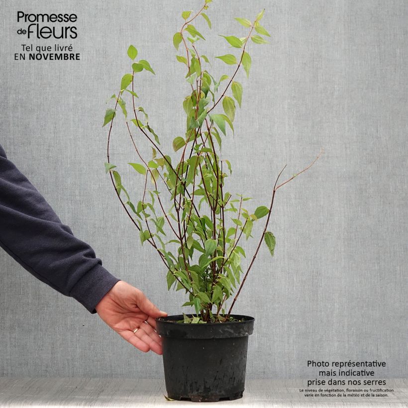 Example of Seringat de Lemoine - Philadelphus Lemoinei Pot de 3L/4L as you get in automne