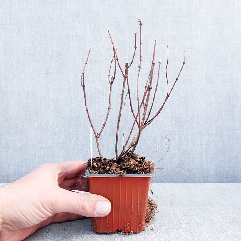 Example of Seringat des jardins - Philadelphus Belle Etoile Godet de 8/9 cm as you get in hiver