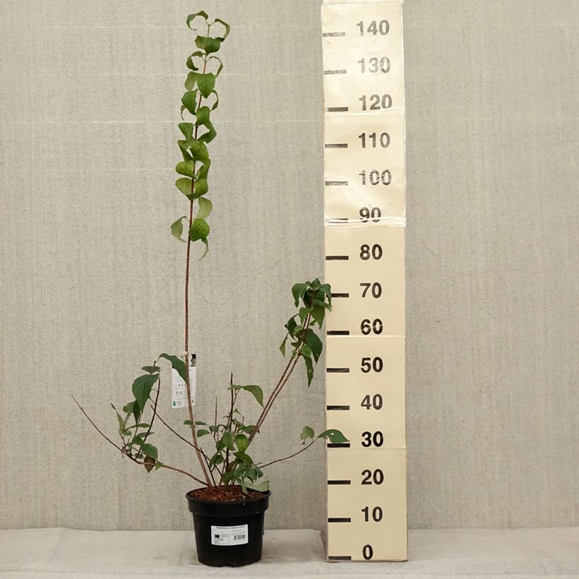 Example of Seringat des jardins - Philadelphus coronarius Godzisz Pot de 3L/4L as you get in automne