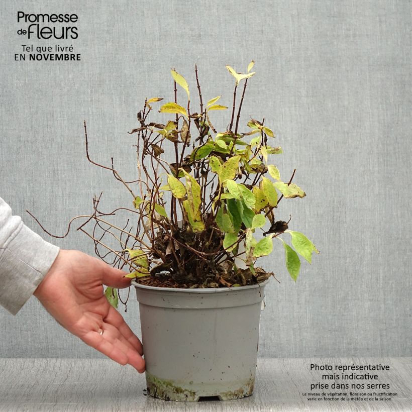 Example of Seringat des jardins - Philadelphus coronarius Kostelec WB Pot de 3L/4L as you get in automne