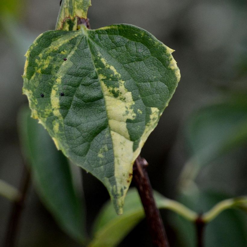 Seringat des Jardins - Philadelphus Innocence (Foliage)