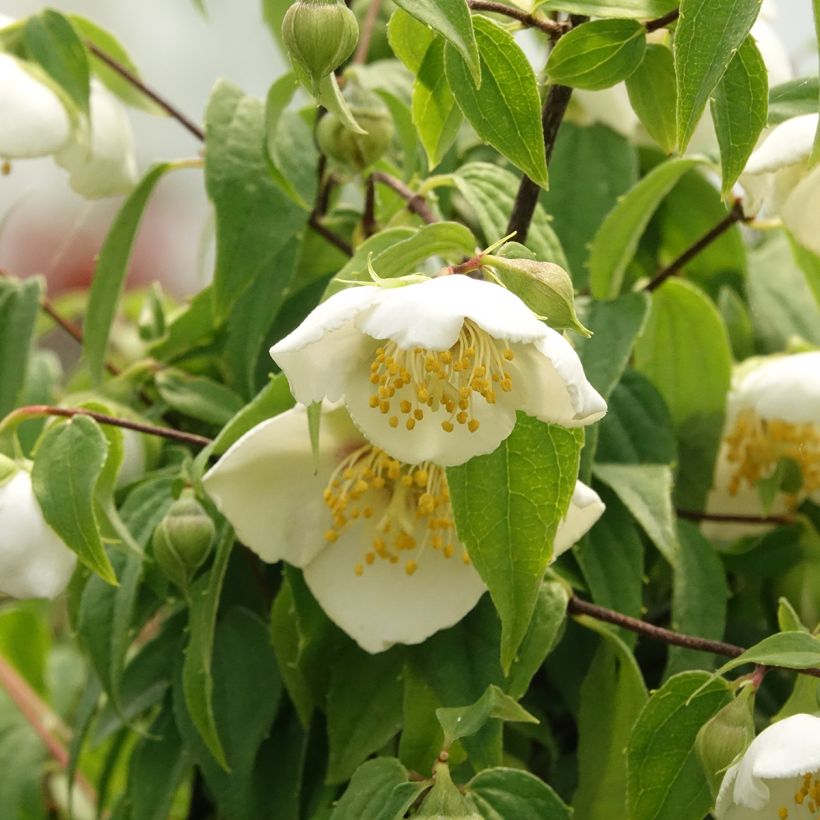 Seringat du Mexique - Philadelphus mexicanus (Flowering)