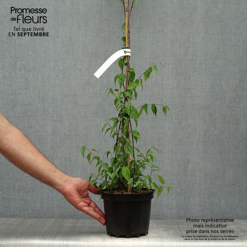 Example of Seringat du Mexique - Philadelphus mexicanus Pot de 3L/4L as you get in automne