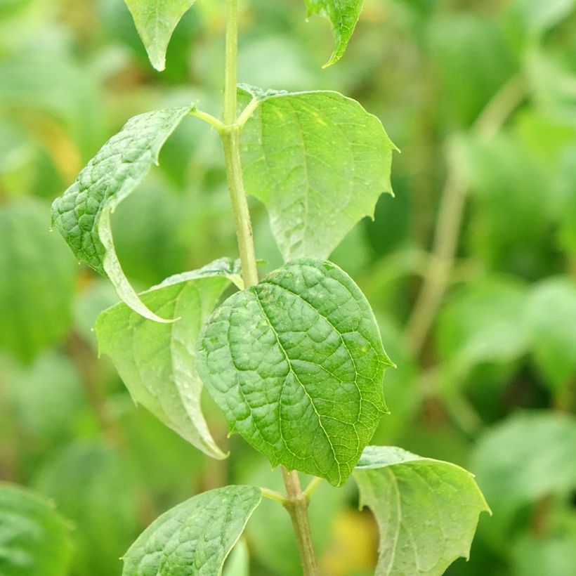 Seringat - Philadelphus Beauclerk (Foliage)