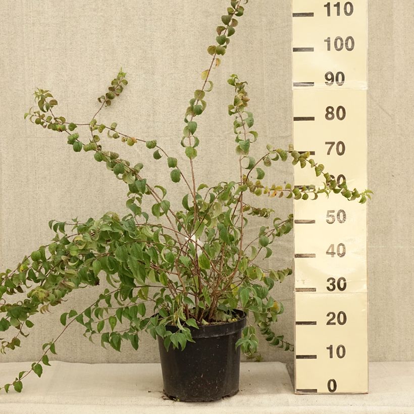 Example of Seringat - Philadelphus Beauclerk Pot de 7,5L/10L as you get in automne